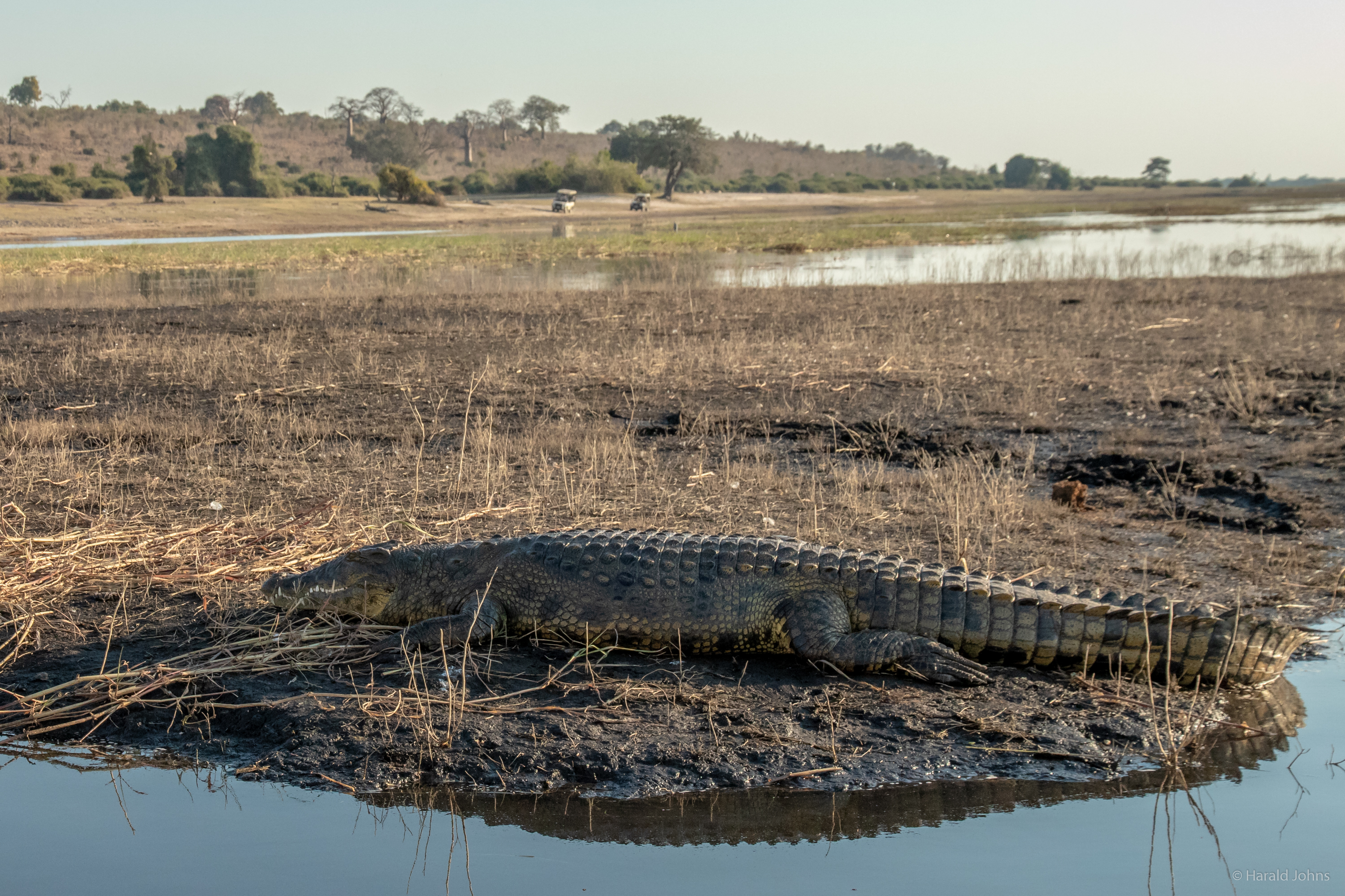 Krokodiel am Ufer des Cuando